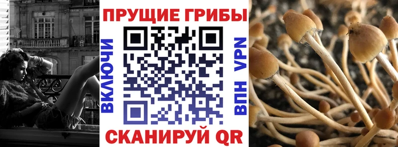 Галлюциногенные грибы Cubensis Купить где Городовиковск